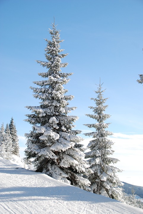 Outdoor Christmas Tree (31)