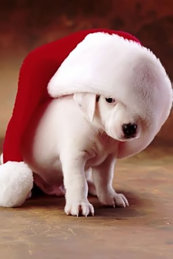 christmas-gift-ideas-for-pets